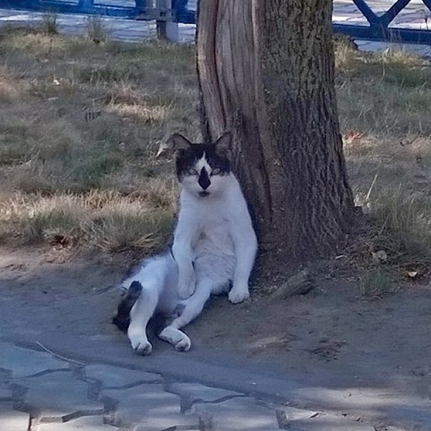 Деревенский кот