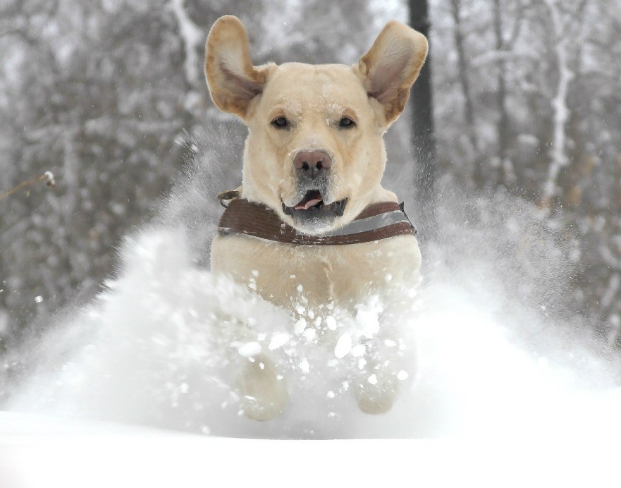 Собака, которая обожает снег