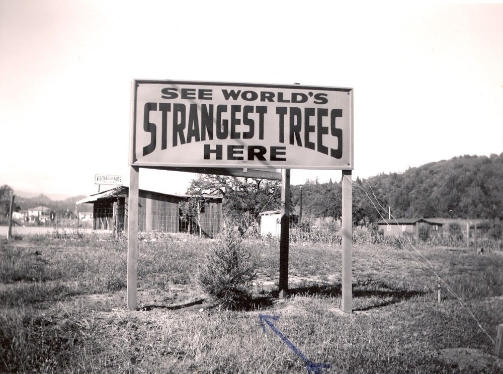 "Самые странные деревья в мире"