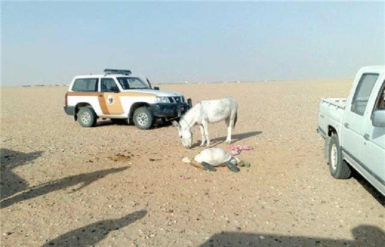 Саудовский шейх погиб от копыт осла