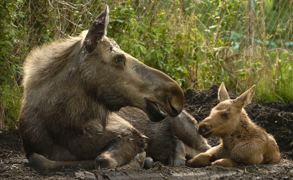 Животные-родители со своими детьми
