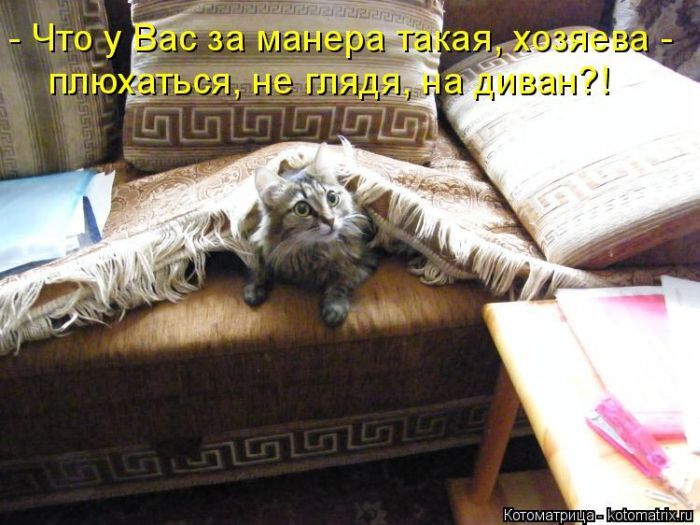 Лучшие котоматрицы недели 