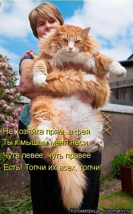 Лучшие котоматрицы недели 