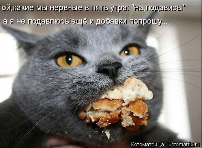 Лучшие котоматрицы недели 