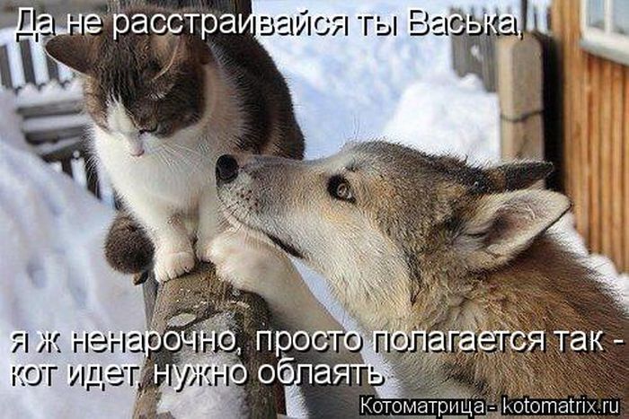 Лучшие котоматрицы недели 