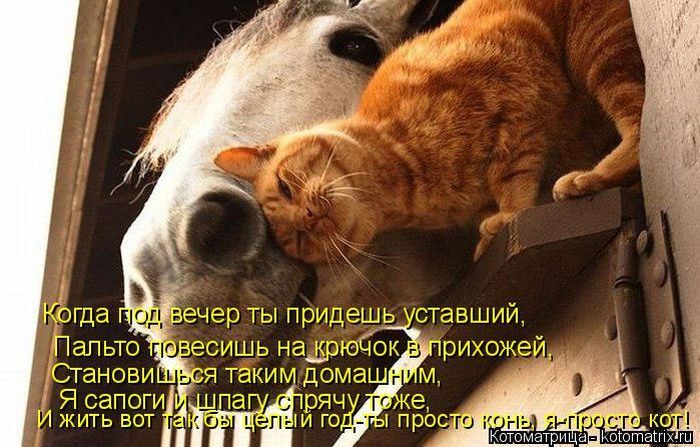 Лучшие котоматрицы недели 