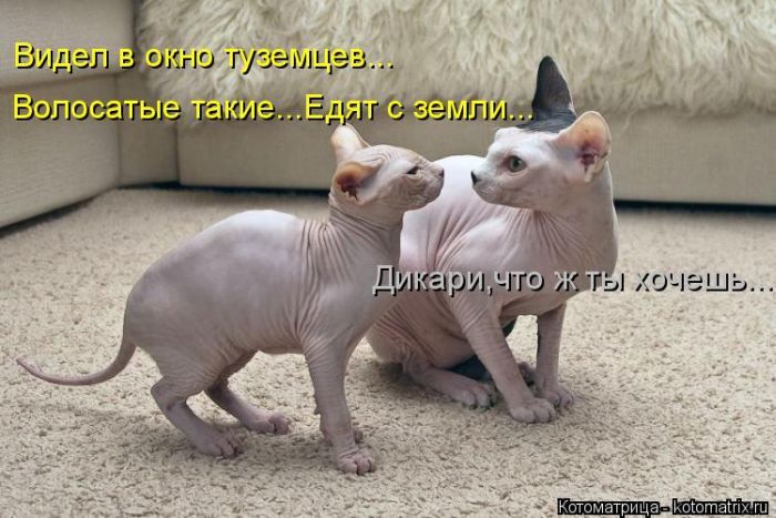 Лучшие котоматрицы недели 