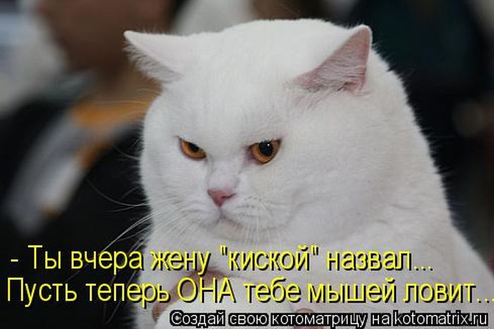 Лучшие котоматрицы недели 