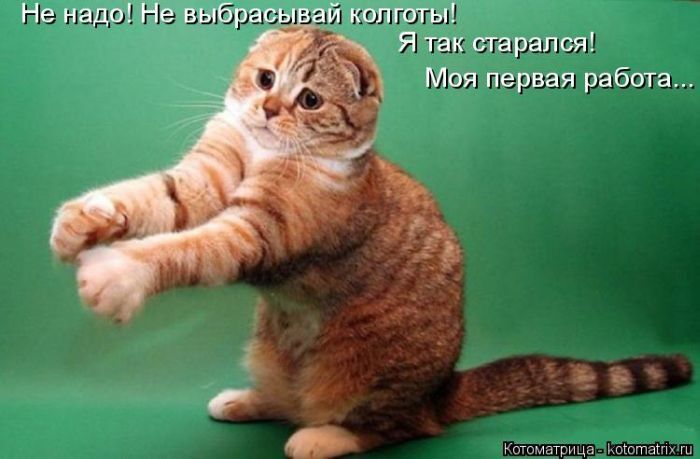 Лучшие котоматрицы недели 