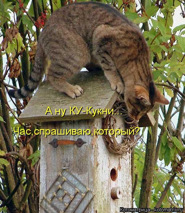 Лучшие котоматрицы недели 