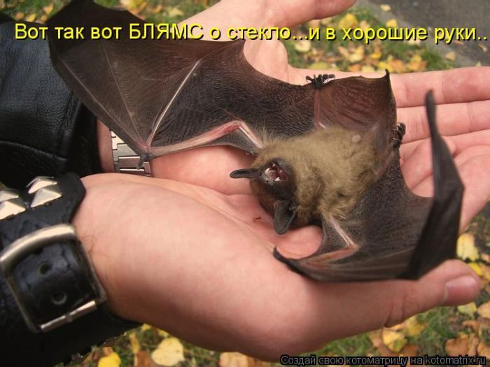 Лучшие котоматрицы недели 