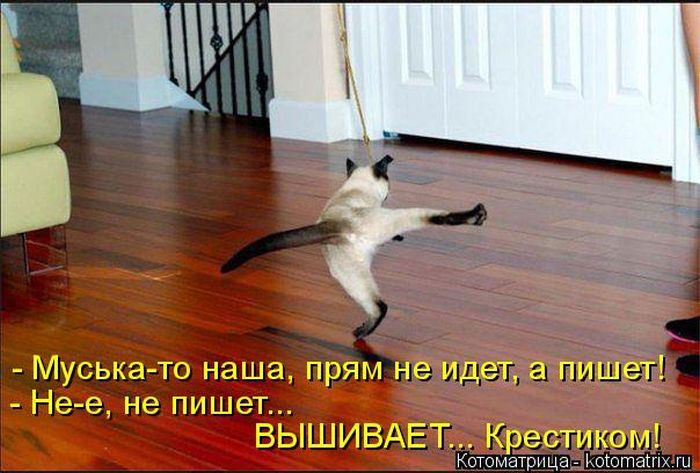 Лучшие котоматрицы недели 