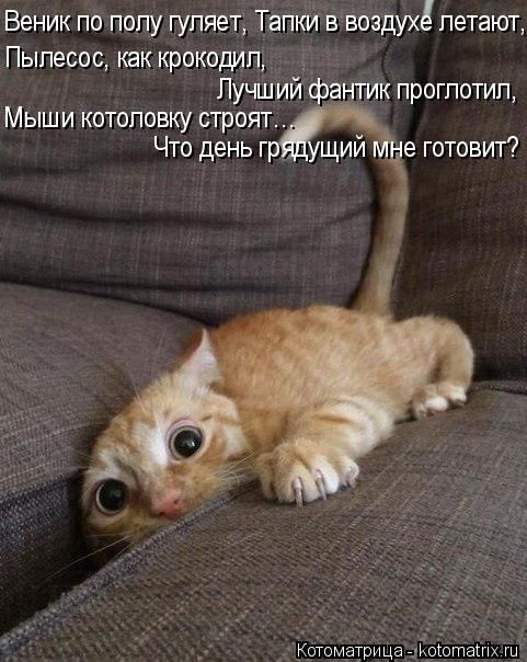 Лучшие котоматрицы недели 