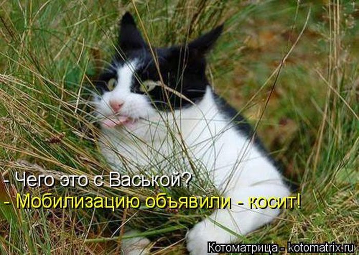 Лучшие котоматрицы недели 