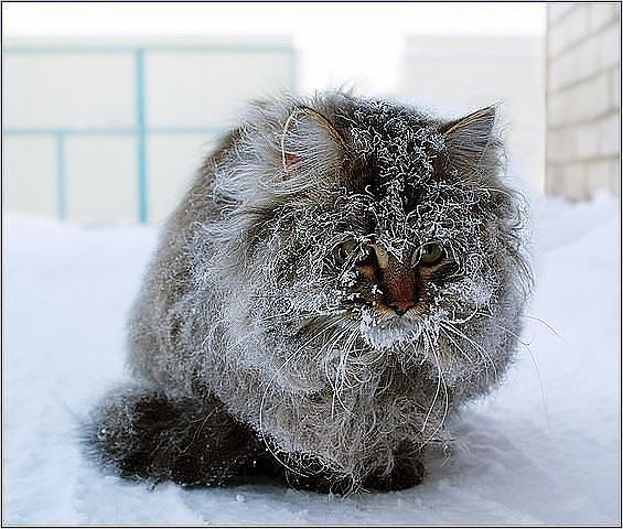 16 августа - международный день защиты животных