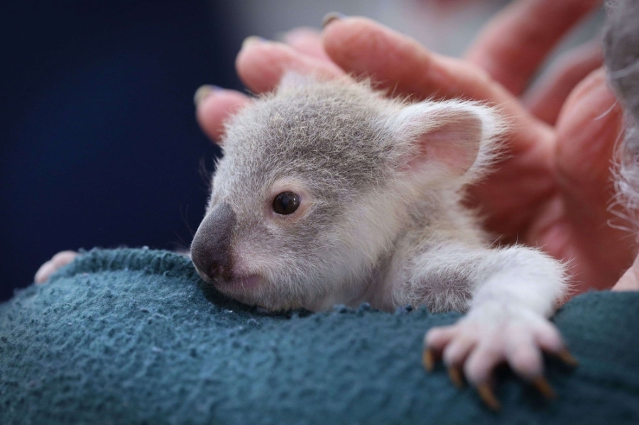 Осиротевший детеныш коалы