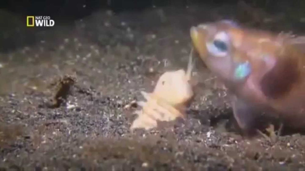 Самый жуткий хищник океана — гигантский кольчатый червь 