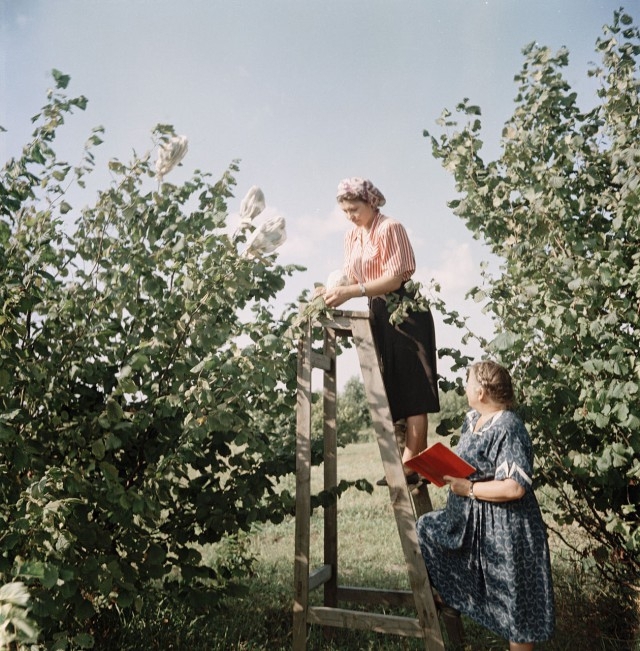 1950-е в цветных фотографиях