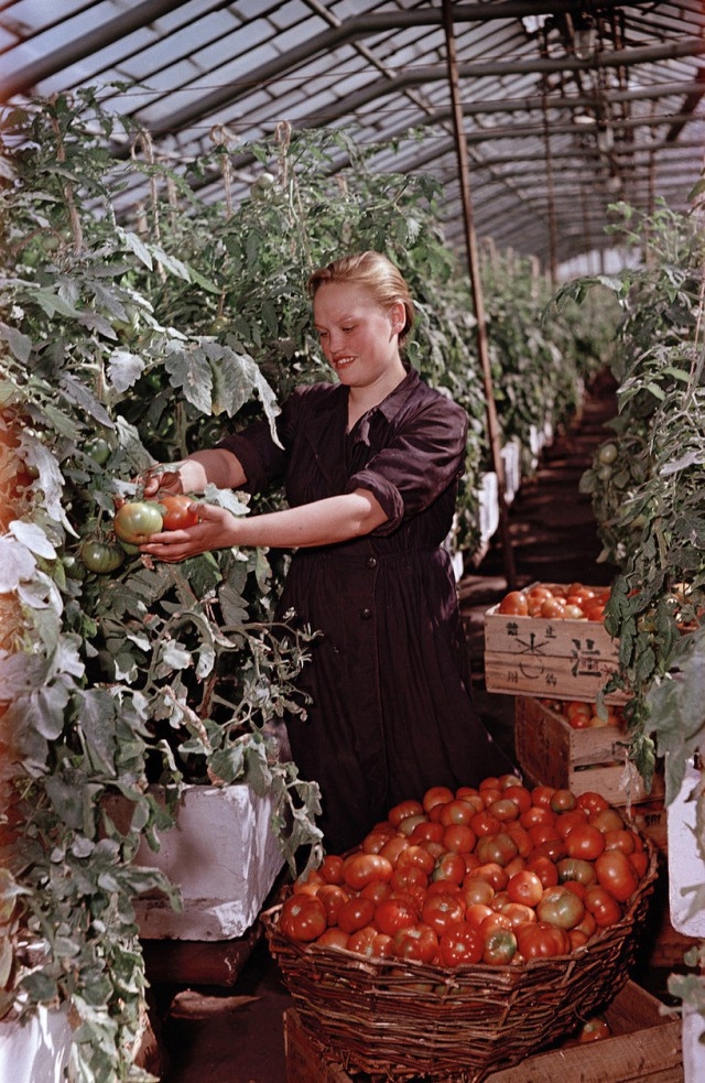 1950-е в цветных фотографиях