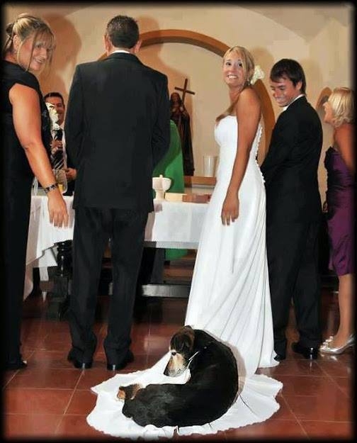 Собака против свадьбы