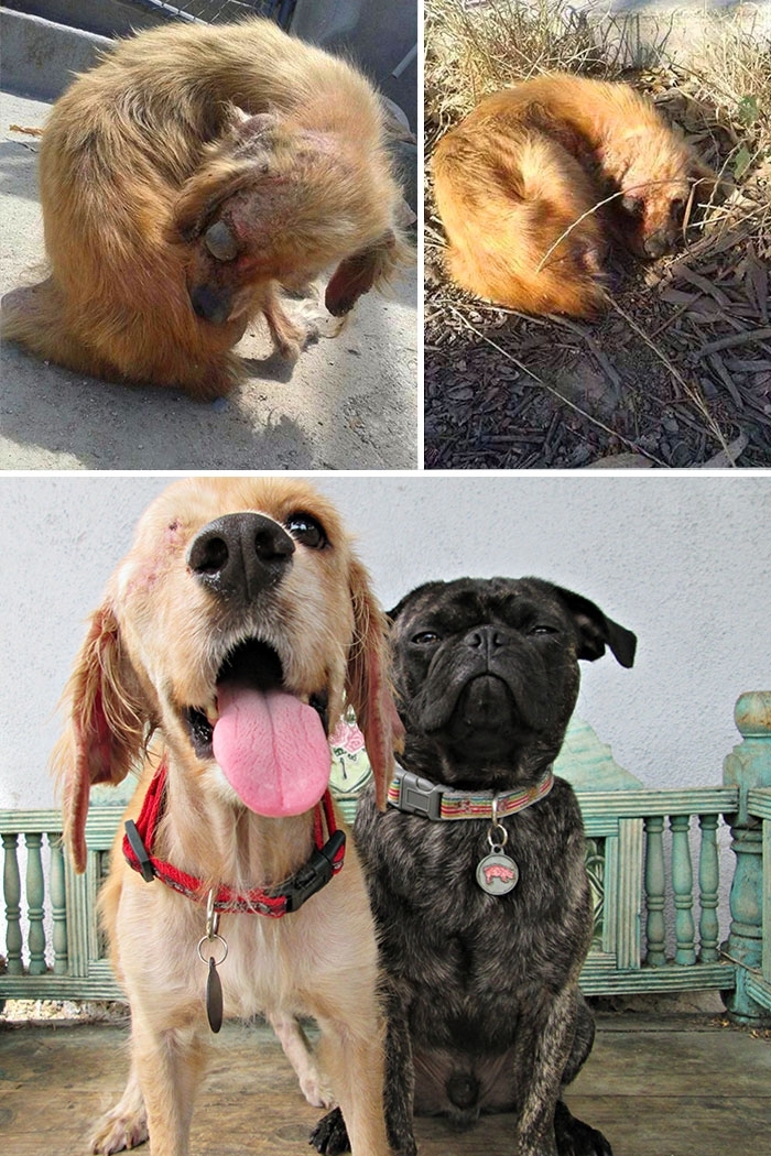 16 историй спасения собак