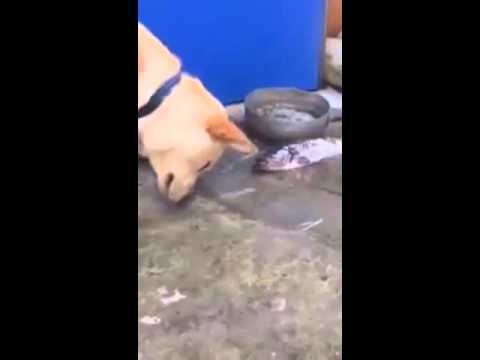 Собака спасает рыбу. Душераздирающий и невообразимо трогательный посту 