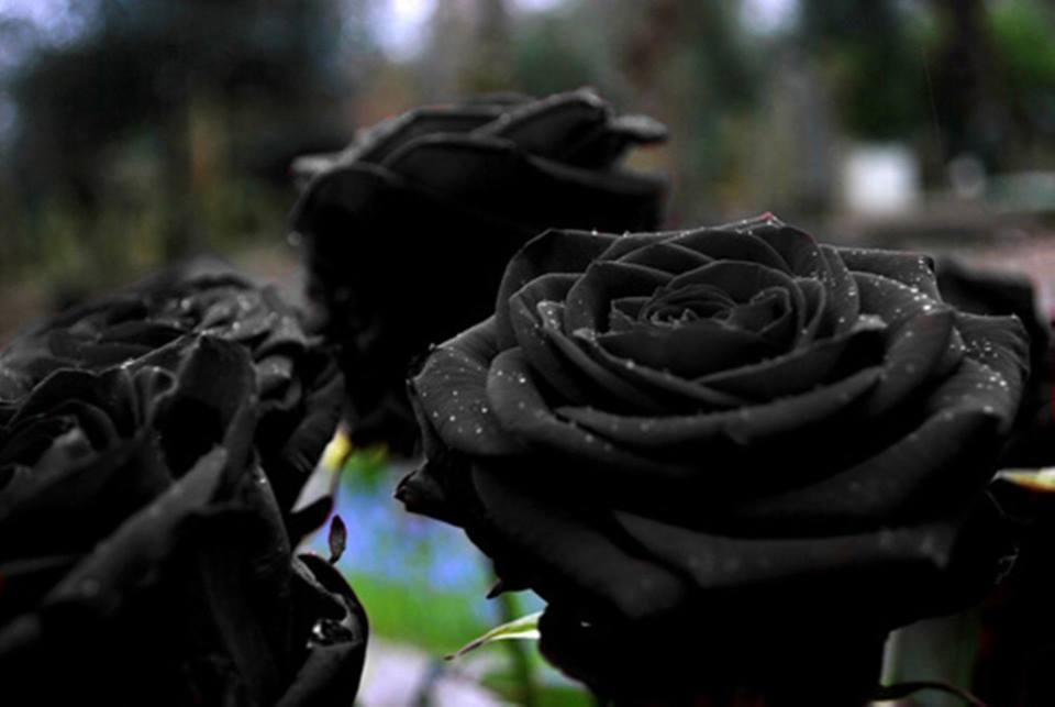 Розы в черном цвете