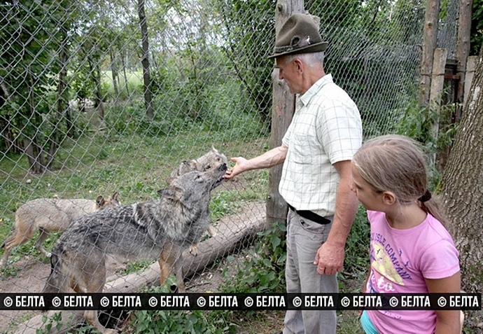 Белорусская семья вырастила стаю волков