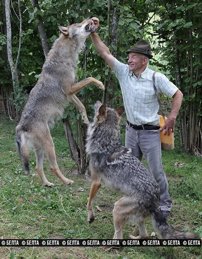 Белорусская семья вырастила стаю волков