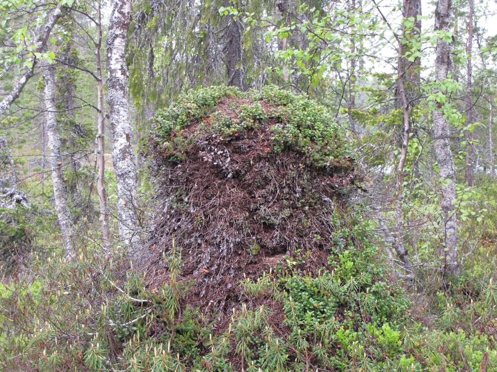 Северная рыбалка