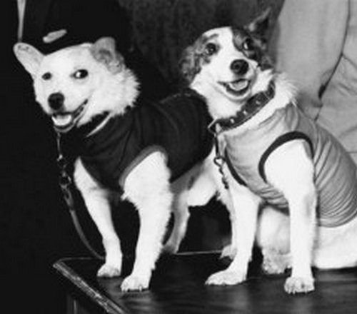 19 августа 54 г. назад собаки Белка и Стрелка совершили полет в космос