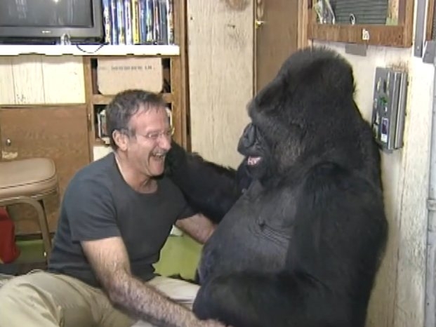 Робин Уильямс и горилла Коко