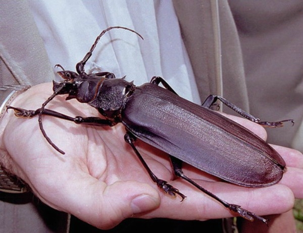 Самые большие и редкие насекомые