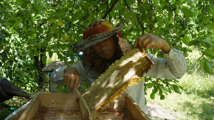 Как добывают мед: фоторепортаж с пасеки