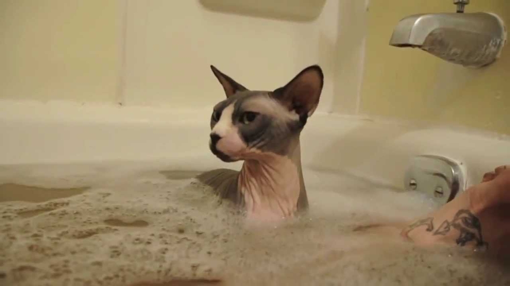 Смешные кошки любят купаться 