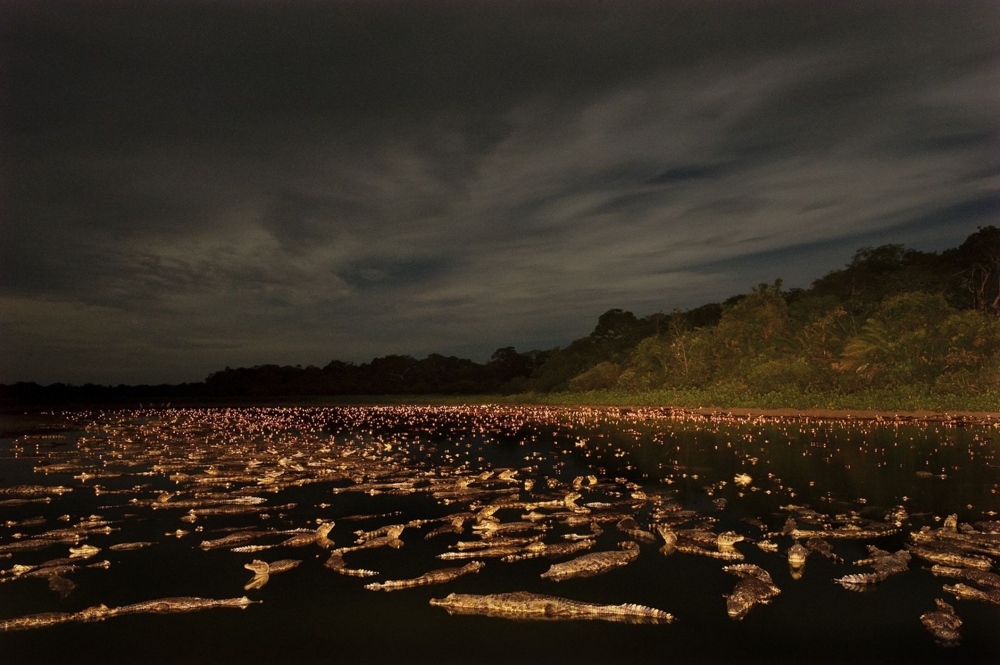 10  лучших фото конкурса фотографий дикой природы 2014
