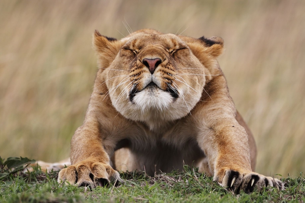 10  лучших фото конкурса фотографий дикой природы 2014