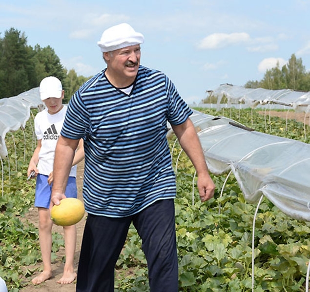 Как Батька арбузы в Беларуси собирал