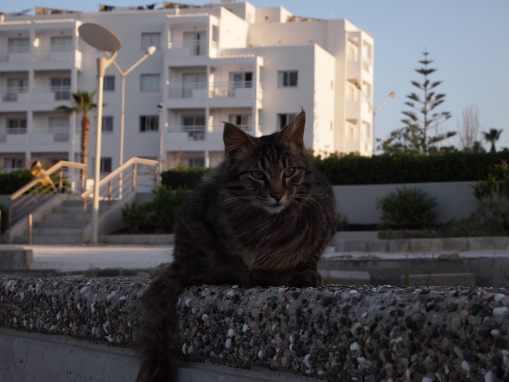 Котики Кипра