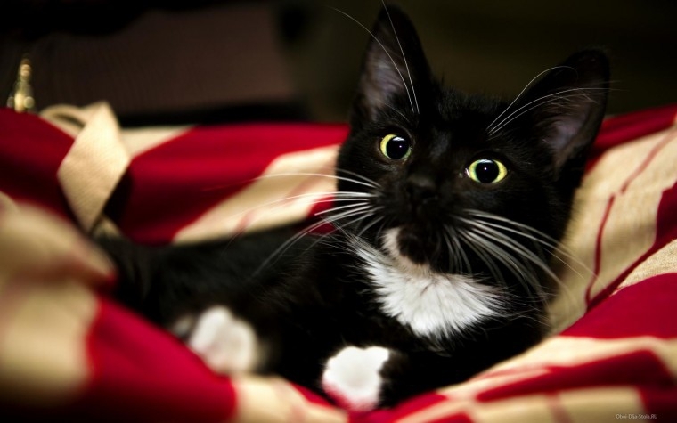 Ласковый черный кот кличка Черныш