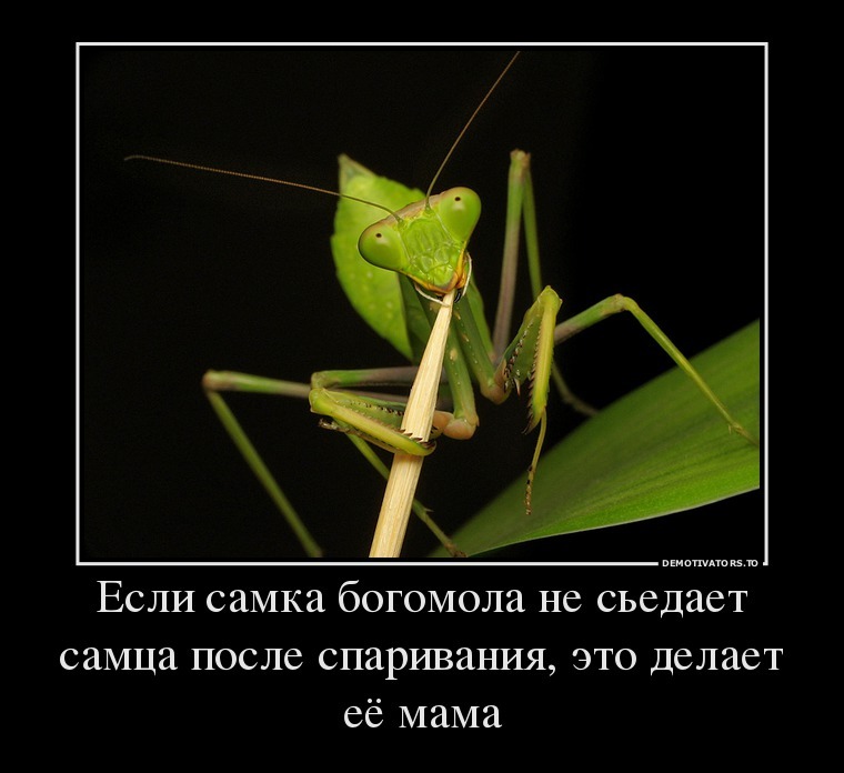 Демотиваторы