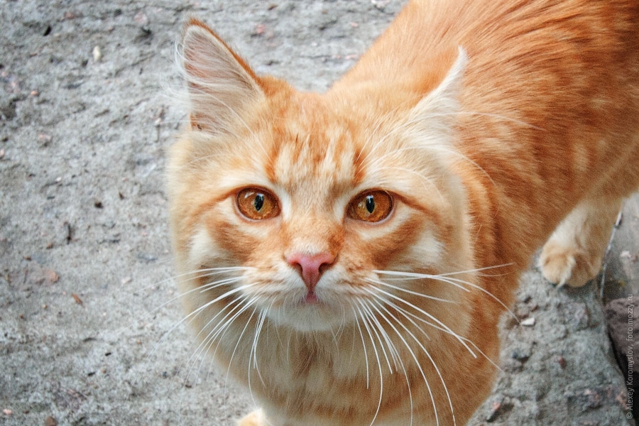 Рыжий ласковый кот на даче 