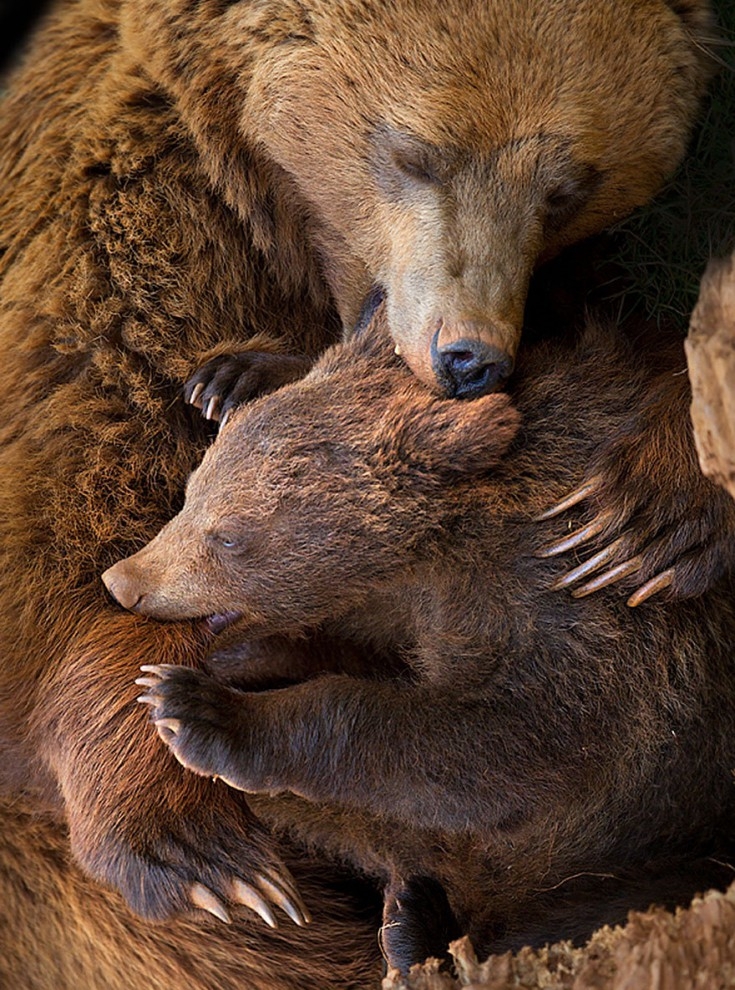 Медведи учат медвежат быть медведями