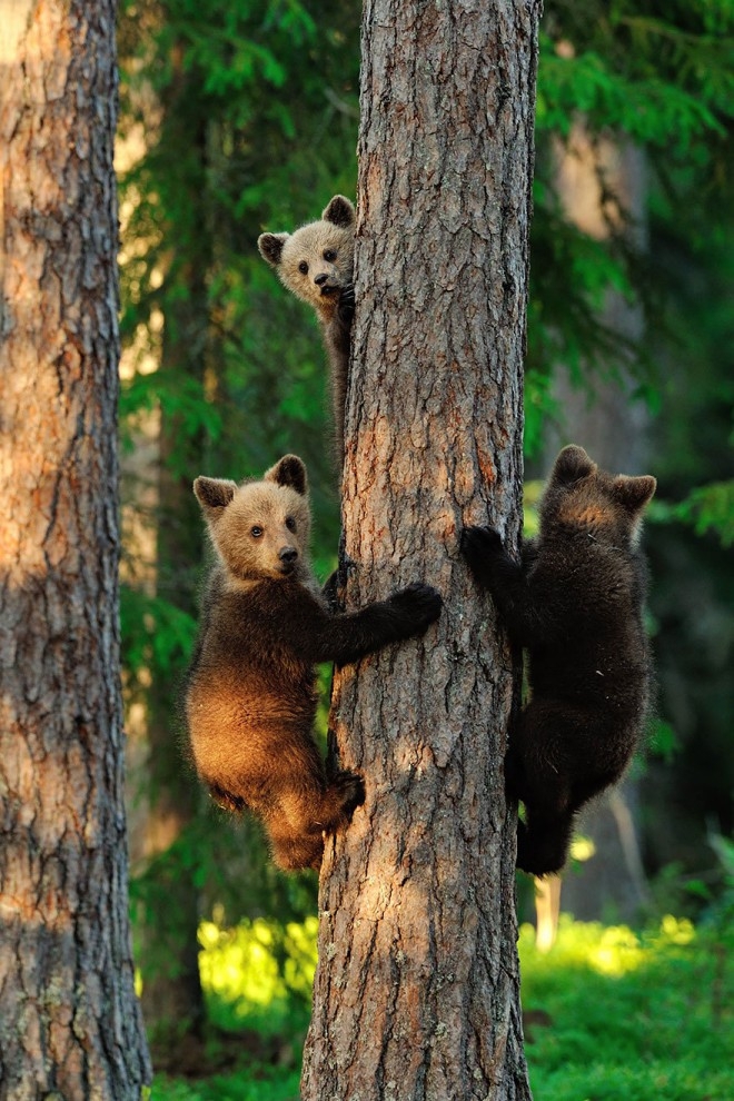 Медведи учат медвежат быть медведями