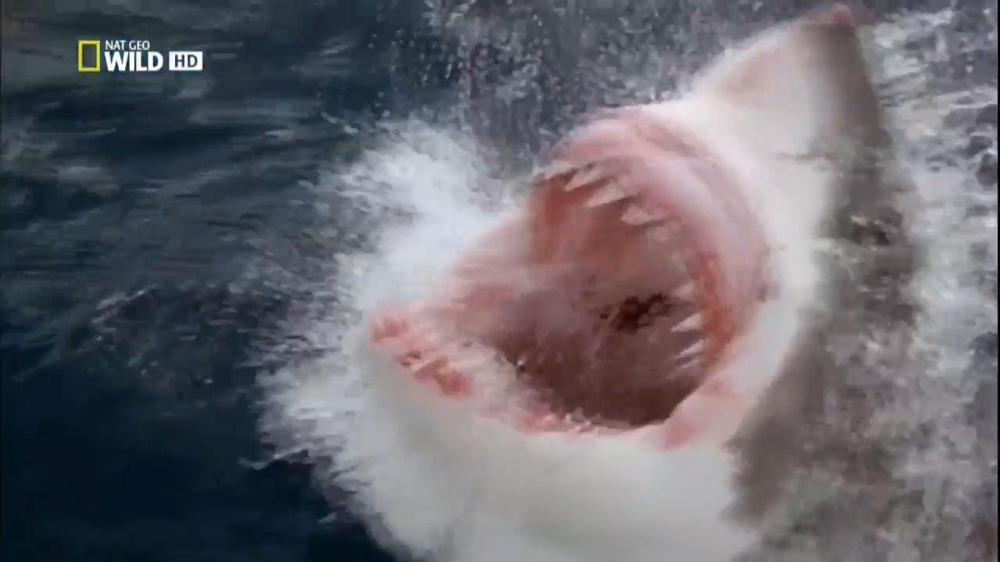 Морское чудовище - Большая белая акула 