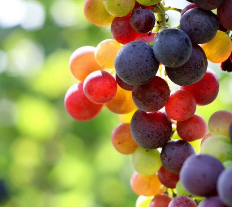 Разгадка тайны радужного винограда
