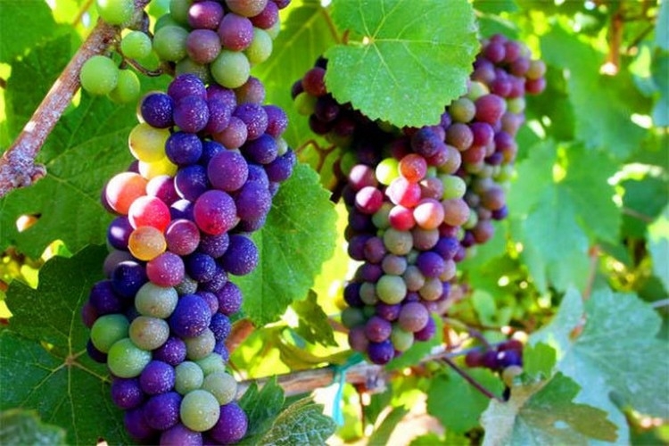 Разгадка тайны радужного винограда