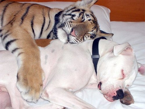 Странные и невероятные примеры дружбы животных