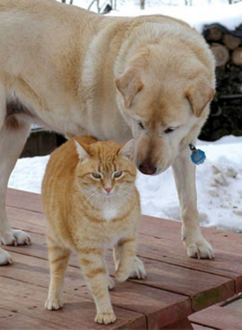 Странные и невероятные примеры дружбы животных