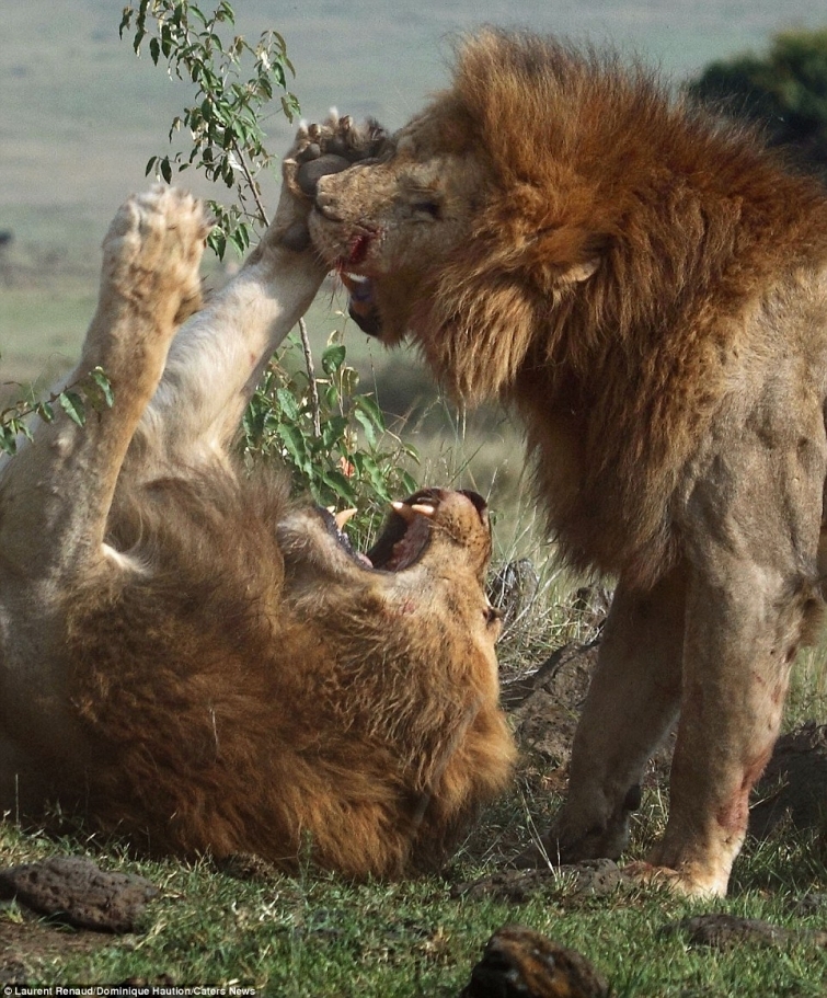 Свирепая битва двух львов-братьев